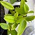 Cattleya intermedia x Cattleya forbesii - Imagem 7