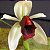 Coelogyne usitana - Imagem 1
