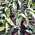 Coilostylis ciliaris (Epidendrum ciliare ou Auliza ciliaris) - Imagem 8