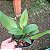 Coilostylis ciliaris (Epidendrum ciliare ou Auliza ciliaris) - Imagem 7