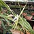 Coilostylis ciliaris (Epidendrum ciliare ou Auliza ciliaris) - Imagem 4