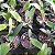 Coilostylis ciliaris (Epidendrum ciliare ou Auliza ciliaris) - Imagem 9