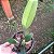 Coilostylis ciliaris (Epidendrum ciliare ou Auliza ciliaris) - Imagem 5