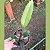Coilostylis ciliaris (Epidendrum ciliare ou Auliza ciliaris) - Imagem 6