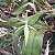 Coilostylis ciliaris (Epidendrum ciliare ou Auliza ciliaris) - Imagem 3