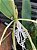 Coilostylis ciliaris (Epidendrum ciliare ou Auliza ciliaris) - Imagem 10