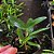 Dendrobium Rosy cluster - Imagem 2