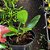 Dendrobium Rosy cluster - Imagem 4