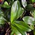 Dendrobium Rosy cluster - Imagem 3