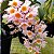 Dendrobium Rosy cluster - Imagem 2