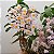 Dendrobium Rosy cluster - Imagem 11