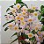 Dendrobium Rosy cluster - Imagem 5