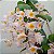 Dendrobium Rosy cluster - Imagem 4