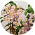 Dendrobium Rosy cluster - Imagem 2
