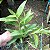 Dendrobium antenatum - Imagem 3