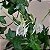 Dendrobium antenatum - Imagem 6