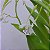 Dendrobium antenatum - Imagem 7