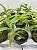 Dendrobium antenatum - Imagem 3