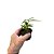 Dendrobium antenatum - Imagem 2