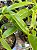 Dendrobium antenatum - Imagem 4