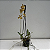 Oncidium crispum - Imagem 2