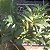 Dendrobium chrysotoxum (Dendrobium chryzotoxum) - Imagem 3