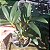Dendrobium chrysotoxum (Dendrobium chryzotoxum) - Imagem 2
