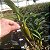Dendrobium chrysotoxum (Dendrobium chryzotoxum) - Imagem 10