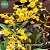 Dendrobium chrysotoxum (Dendrobium chryzotoxum) - Imagem 1