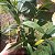 Dendrobium chrysotoxum (Dendrobium chryzotoxum) - Imagem 4