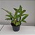 Dendrobium chrysotoxum (Dendrobium chryzotoxum) - Imagem 3