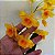 Dendrobium chrysotoxum (Dendrobium chryzotoxum) - Imagem 13