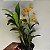 Dendrobium chrysotoxum (Dendrobium chryzotoxum) - Imagem 14