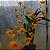 Dendrobium chrysotoxum (Dendrobium chryzotoxum) - Imagem 15