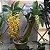 Dendrobium densiflorum - Imagem 2