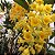 Dendrobium densiflorum - Imagem 10