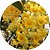 Dendrobium densiflorum - Imagem 2