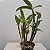 Dendrobium densiflorum - Imagem 4