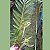 Dendrobium fimbriatum - Imagem 2