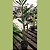 Dendrobium fimbriatum - Imagem 3