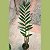 Dendrobium fimbriatum - Imagem 5