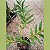 Dendrobium fimbriatum - Imagem 7