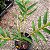 Dendrobium fimbriatum - Imagem 6