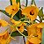 Dendrobium fimbriatum (muda sem flor) - Imagem 12