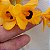 Dendrobium fimbriatum (muda sem flor) - Imagem 11