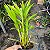 Dendrobium fimbriatum - Imagem 9