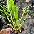 Dendrobium fimbriatum - Imagem 10