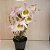 Dendrobium findlayanum - Imagem 1