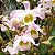 Dendrobium findlayanum - Imagem 3