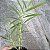 Dendrobium hanckokii - Imagem 2